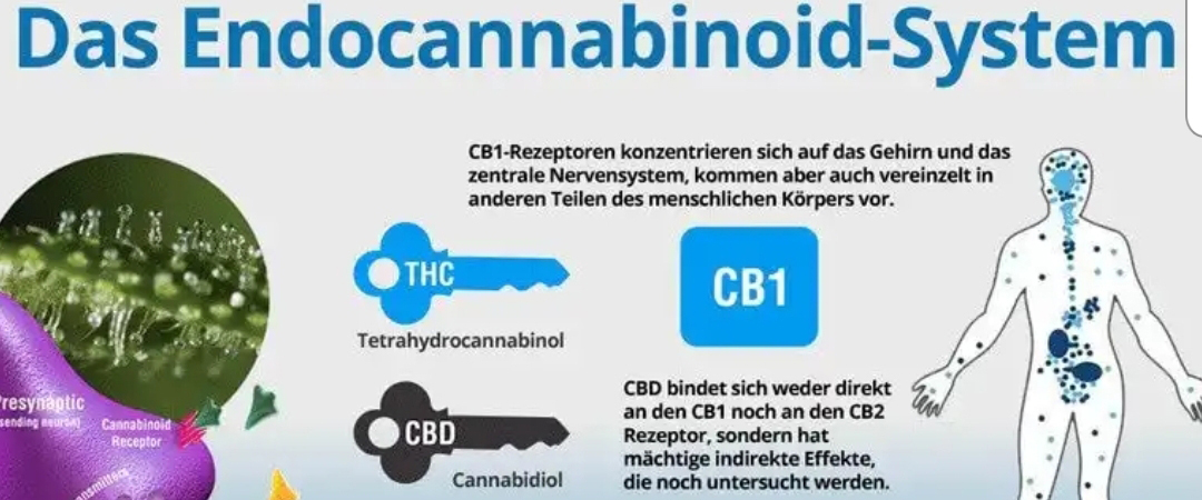 Das Endocannabinoid System